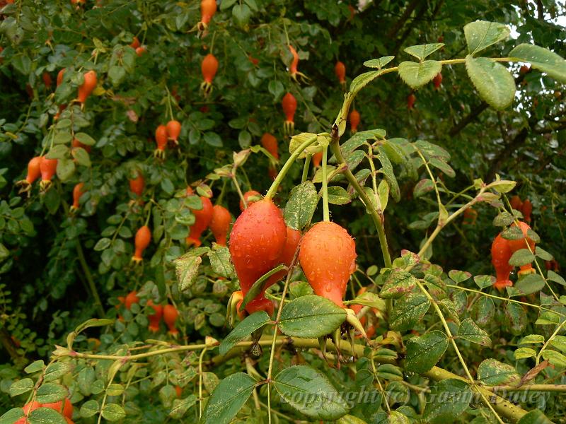 Rosehip, the woods near Sissinghurst Castle P1120865.JPG